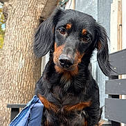 Coco joined the competition — help win amazing prizes! dog, dachshund, black_and_tan, pet, outdoor, bench, tree, fur, animal, portrait, close_up, face, ears, whiskers, snout, paw, wood, nature, canine, companion