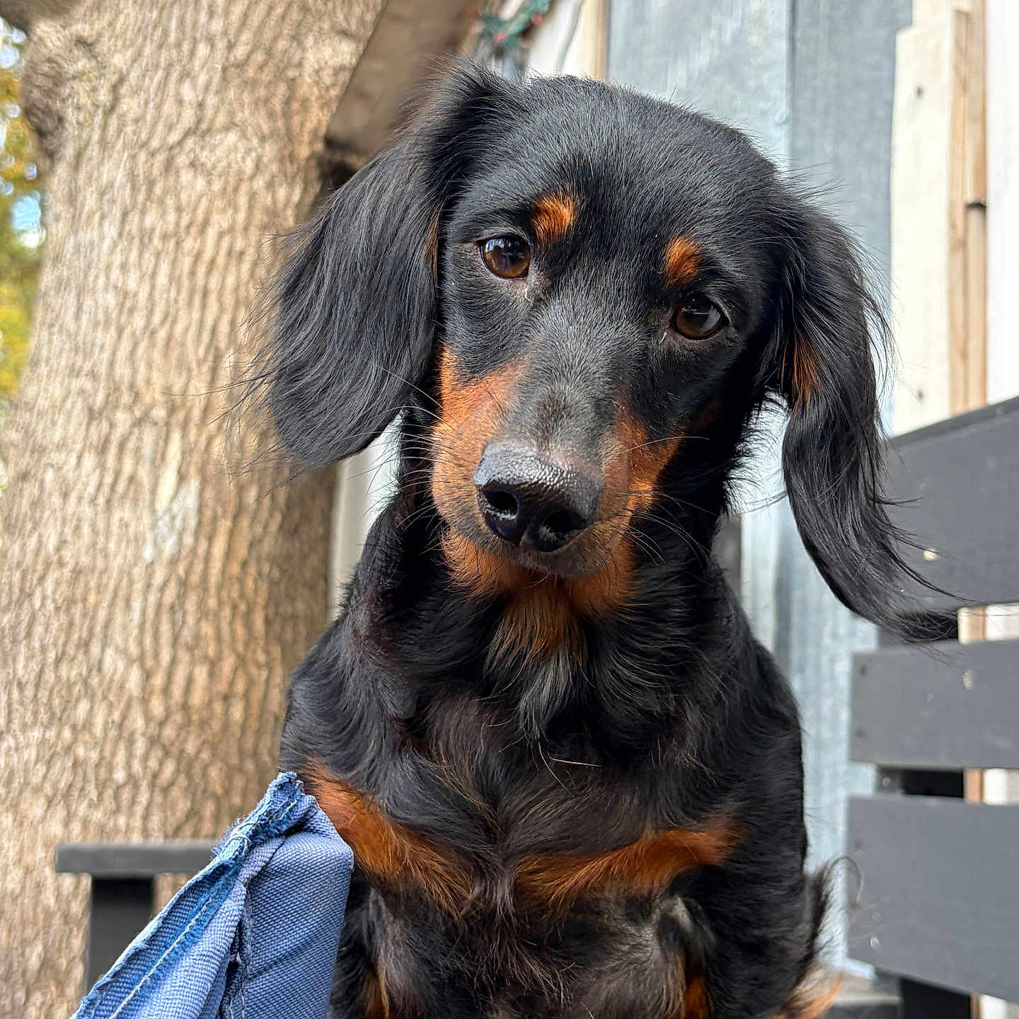 Coco joined the competition — help win amazing prizes! animal, bench, black_and_tan, canine, close_up, companion, dachshund, dog, ears, face, fur, nature, outdoor, paw, pet, portrait, snout, tree, whiskers, wood