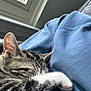 Stella is registered to the contest to win money with this photo: cat, tabby, sleeping, paw, furry, whiskers, ears, blue_sweatshirt, window, natural_light, indoor, cozy, resting, pet, animal, closeup, soft, relaxed, napping, companion