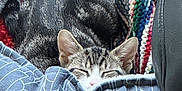 Stella is registered to the contest to win money with this photo: cat, tabby, sleeping, blanket, knitted_throw, cozy, indoor, pet, fur, resting, patterned_blanket, close_up, comfort, animal, cute, soft_texture, relaxed, warm, nap, domestic