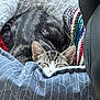 cat, tabby, sleeping, blanket, knitted_throw, cozy, indoor, pet, fur, resting, patterned_blanket, close_up, comfort, animal, cute, soft_texture, relaxed, warm, nap, domestic