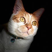 Binx is registered to the contest to win money with this photo: cat, orange_cat, white_cat, close_up, portrait, animal, pet, whiskers, eyes, fur, collar, curious, domestic_cat, mammal, face, looking, feline, indoor, cute, alert