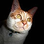 cat, orange_cat, white_cat, close_up, portrait, animal, pet, whiskers, eyes, fur, collar, curious, domestic_cat, mammal, face, looking, feline, indoor, cute, alert