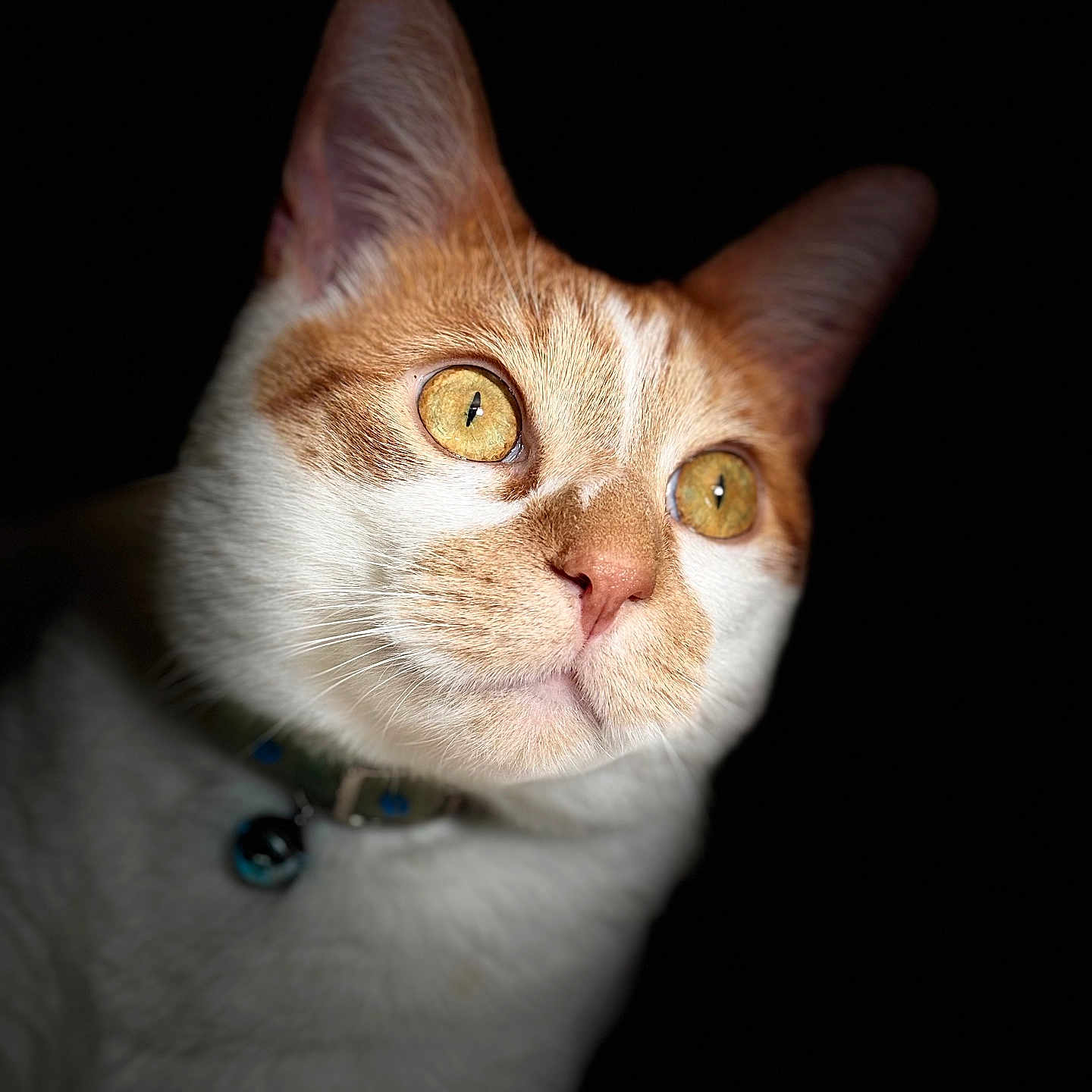 Binx is registered to the contest to win money with this photo: alert, animal, cat, close_up, collar, curious, cute, domestic_cat, eyes, face, feline, fur, indoor, looking, mammal, orange_cat, pet, portrait, whiskers, white_cat