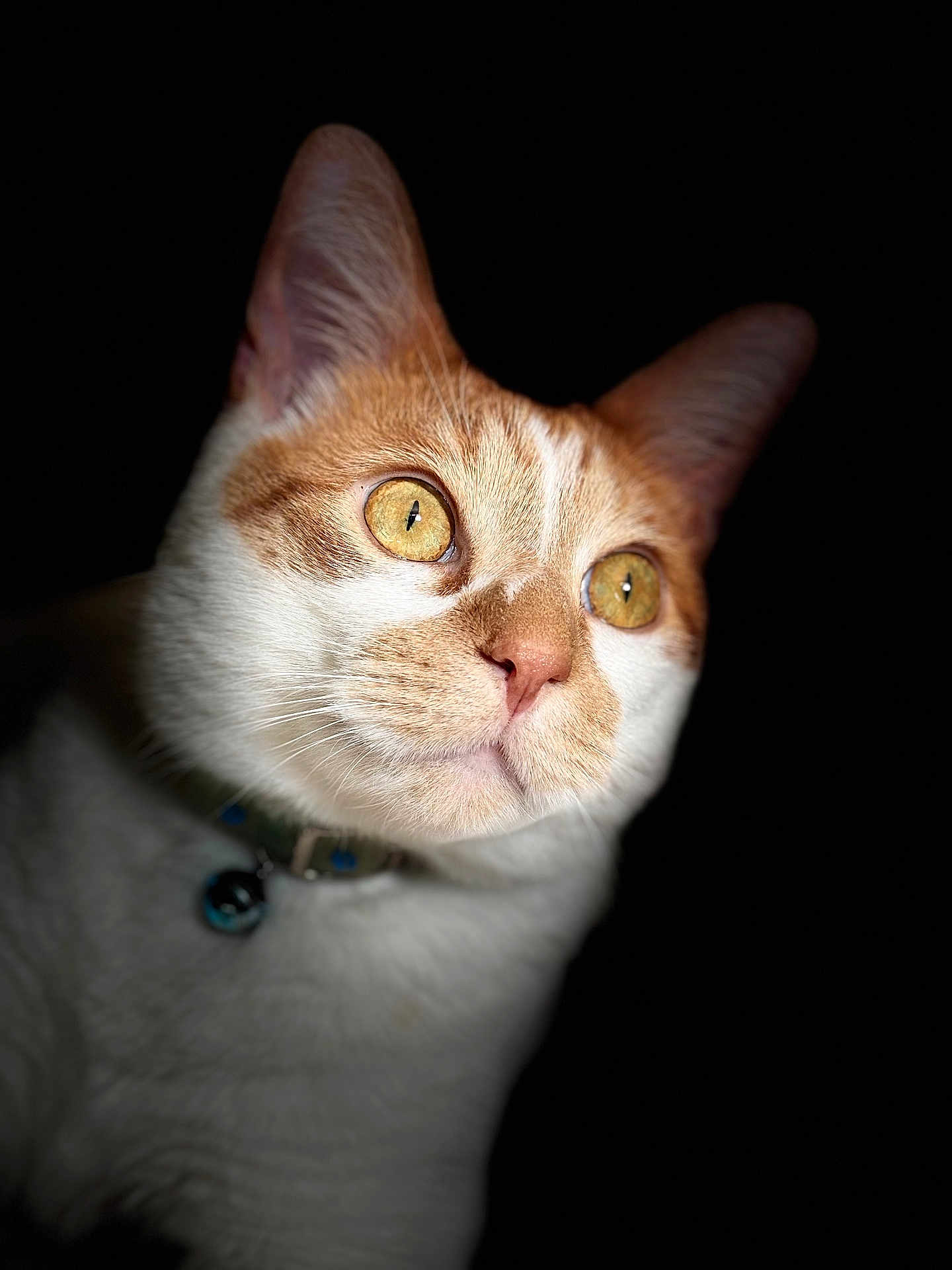 Binx is registered to the contest to win money with this photo: cat, orange_cat, white_cat, close_up, portrait, animal, pet, whiskers, eyes, fur, collar, curious, domestic_cat, mammal, face, looking, feline, indoor, cute, alert