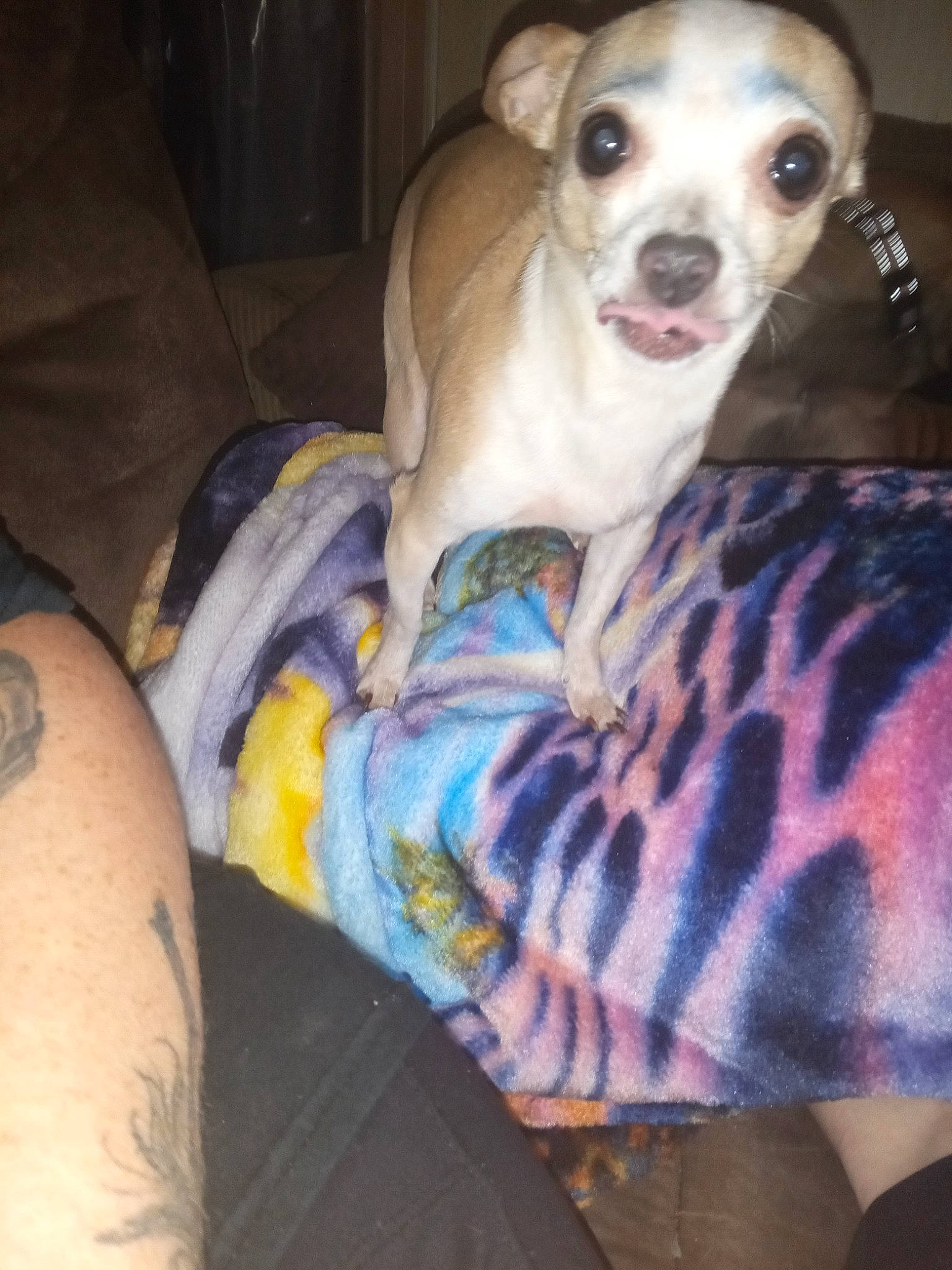 Jade is registered to the contest to win money with this photo: carnivore, comfort, companion_dog, couch, dog, dog_breed, dog_supply, fawn, fur, non_sporting_group, paw, pet_supply, puppy, sitting, snout, sporting_group, toy_dog, whiskers, working_animal