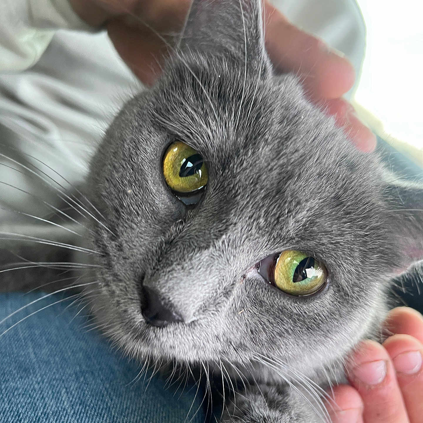 Stormy is registered to the contest to win money with this photo: animal_face, attention, cat, close_up, curious, cute, domestic_animal, feline, fur, gentle, gray_cat, hand, holding, human_hand, indoor, pet, portrait, soft_texture, whiskers, yellow_eyes