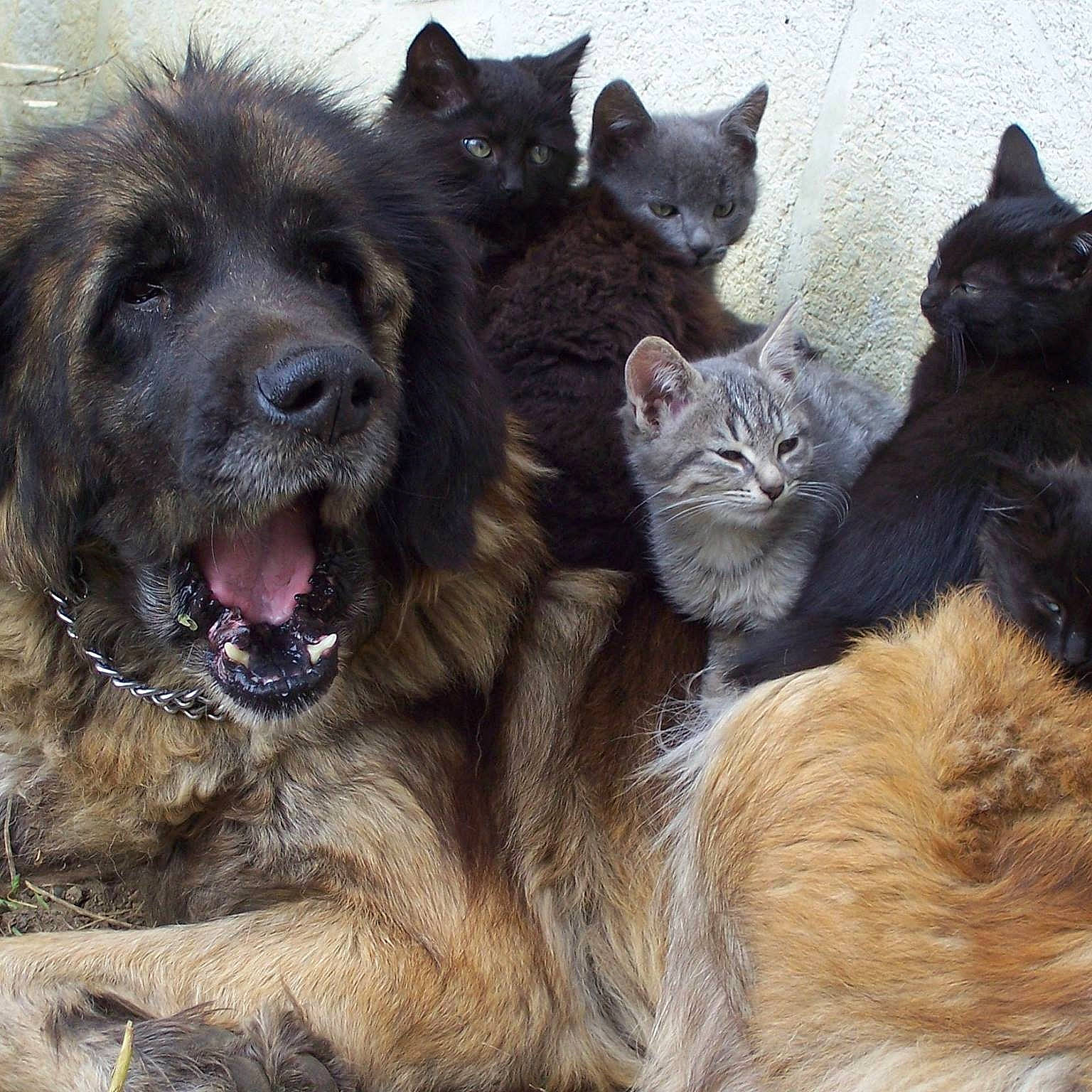 Nimba participe au concours pour gagner de l'argent avec cette photo : bombay, carnivore, cat, claw, comfort, companion_dog, dog, domestic_short_haired_cat, felidae, fur, iris, liver, paw, small_to_medium_sized_cats, snout, terrestrial_animal, vertebrate, whiskers, wildlife, working_animal