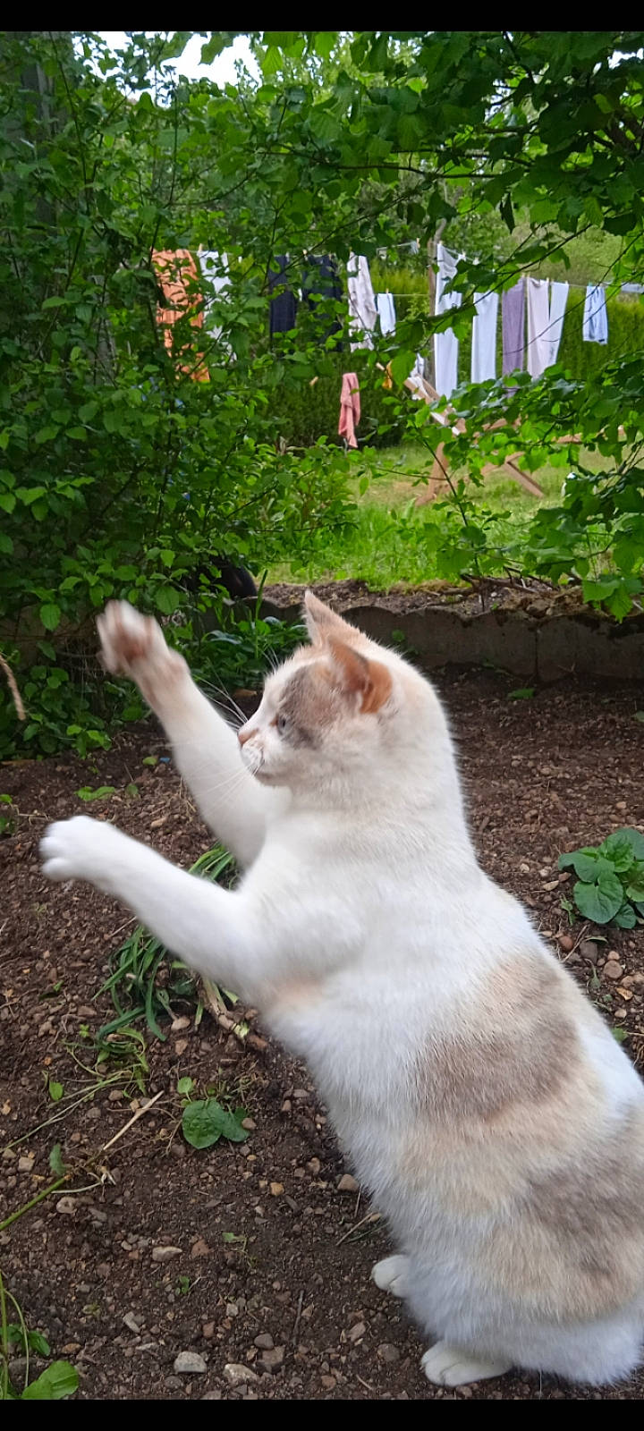 Lily a rejoint le concours — aidez-le/la à gagner de superbes lots ! carnivore, cat, domestic_short_haired_cat, eye, fawn, felidae, fur, grass, groundcover, paw, plant, shrub, small_to_medium_sized_cats, snout, soil, tail, terrestrial_animal, tree, whiskers, wildlife