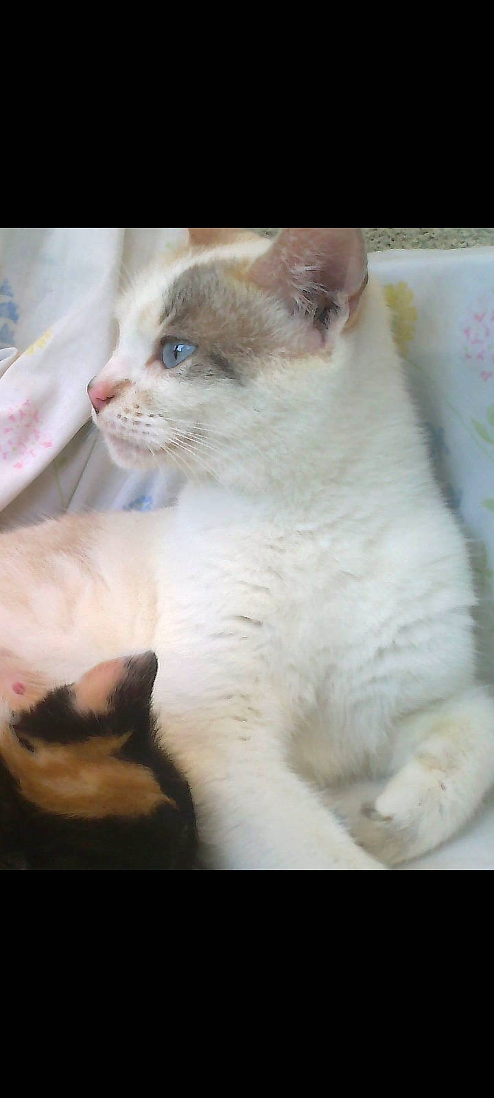 Lily a rejoint le concours — aidez-le/la à gagner de superbes lots ! carnivore, cat, cat_supply, claw, domestic_short_haired_cat, fang, fawn, felidae, fur, paw, pet_supply, photo_caption, small_to_medium_sized_cats, snout, tail, terrestrial_animal, thai, whiskers, window