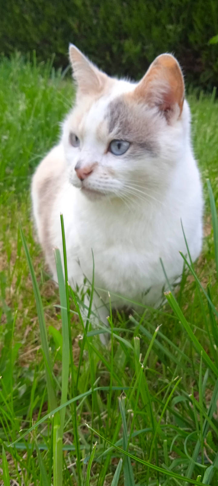 Lily a rejoint le concours — aidez-le/la à gagner de superbes lots ! art, carnivore, cat, domestic_short_haired_cat, fawn, felidae, fur, grass, grass_family, grassland, groundcover, herb, plant, shrub, small_to_medium_sized_cats, snout, tail, terrestrial_animal, tree, whiskers