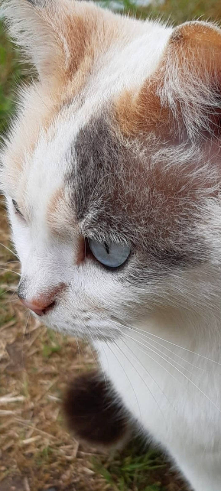 Lily participe au concours pour gagner de l'argent avec cette photo : balinese, carnivore, cat, close_up, domestic_short_haired_cat, eye, fawn, felidae, fur, grass, head, plant, small_to_medium_sized_cats, snout, tail, terrestrial_animal, tree, whiskers, wildlife