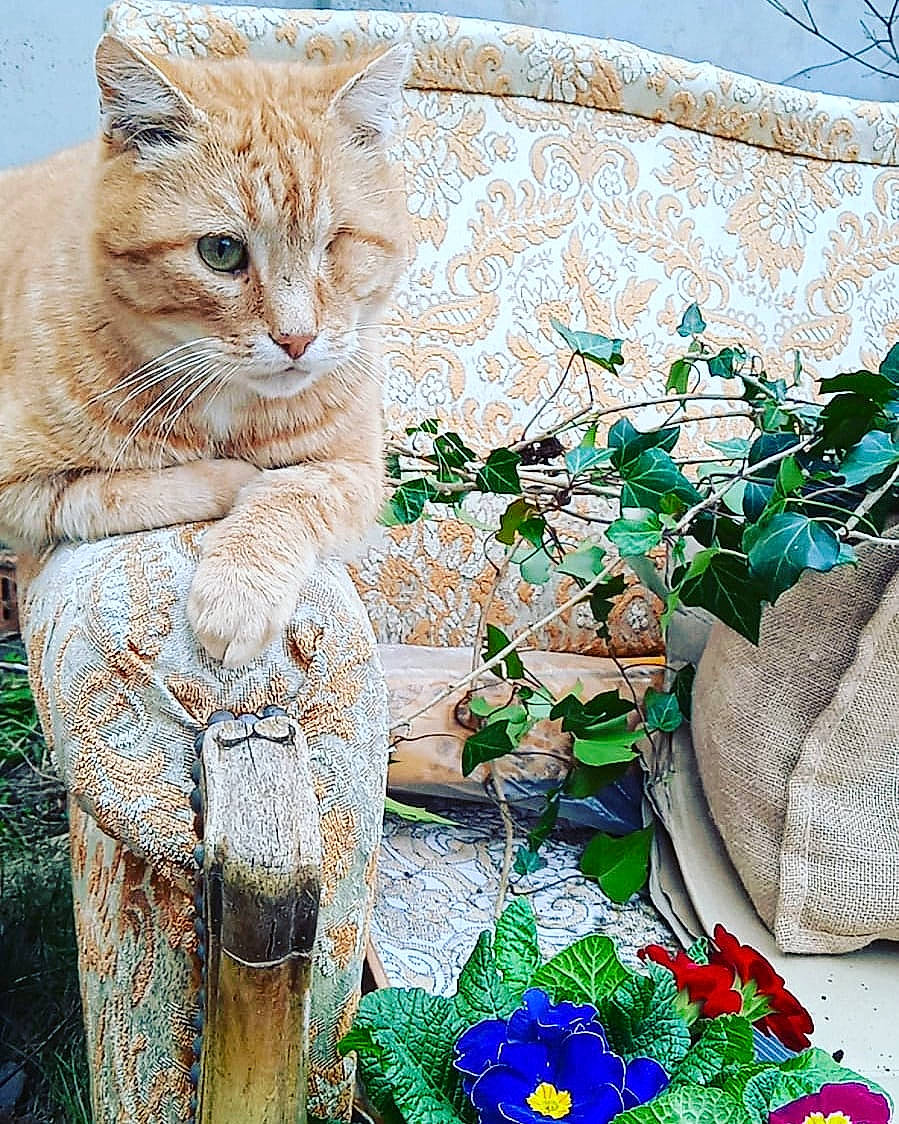 Polo participe au concours pour gagner de l'argent avec cette photo : art, carnivore, cat, creative_arts, electric_blue, fawn, felidae, grass, leaf, nature, organism, pattern, plant, sculpture, small_to_medium_sized_cats, snout, tail, terrestrial_animal, tree, whiskers