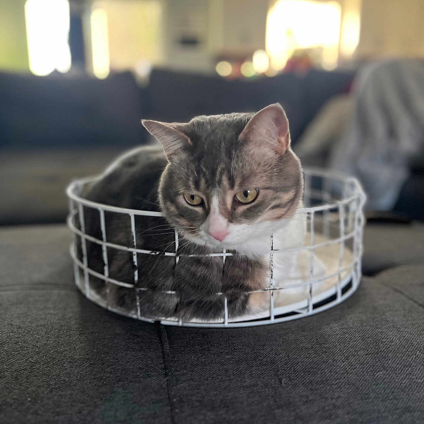 Nova