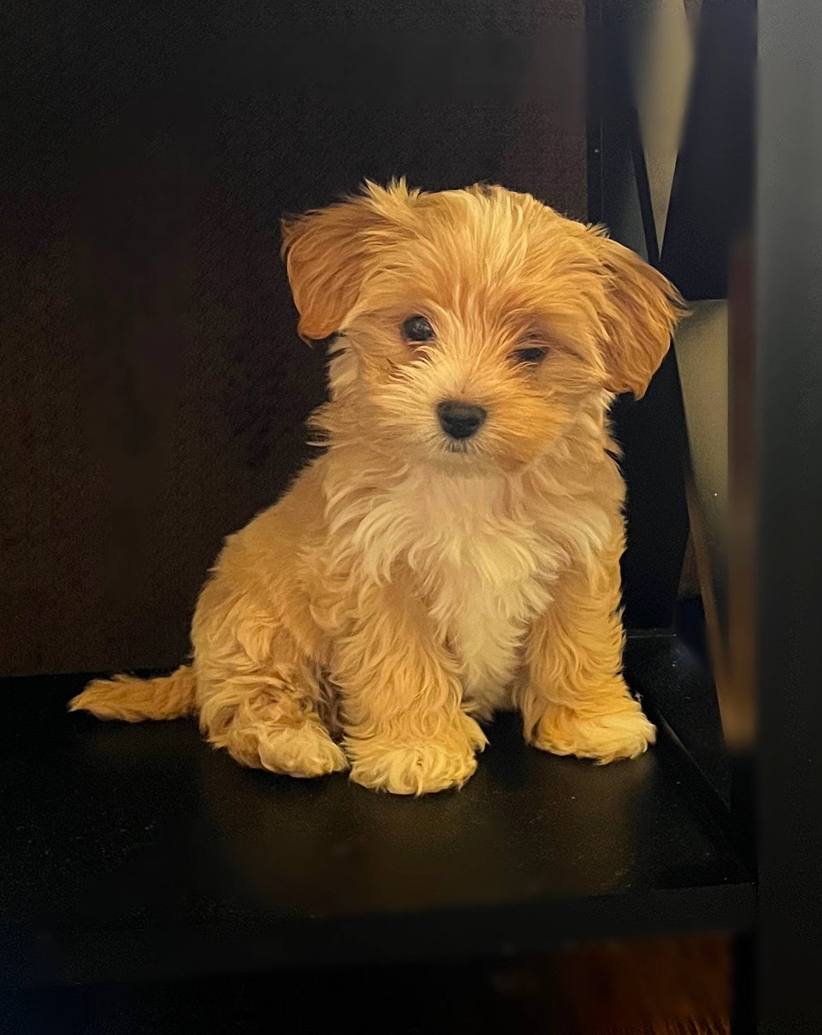Leia joined the competition — help win amazing prizes! ancient_dog_breeds, biewer_terrier, canidae, carnivore, companion_dog, dog, dog_breed, dog_clothes, fur, maltepoo, non_sporting_group, puppy, small_terrier, snout, sporting_group, terrier, toy_dog, working_animal, working_terrier