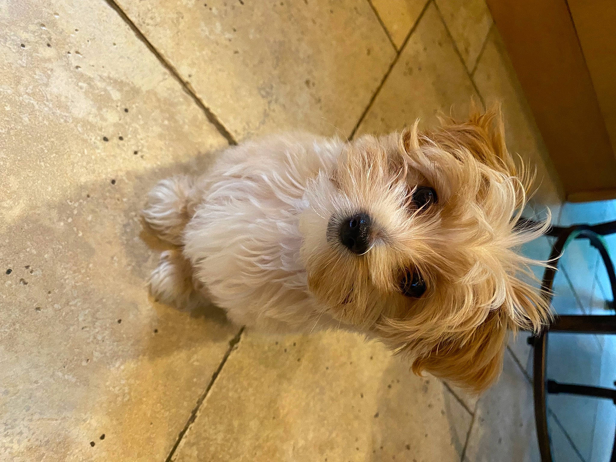 Leia is registered to the contest to win money with this photo: biewer_terrier, canidae, carnivore, cockapoo, collar, companion_dog, dog, dog_breed, dog_supply, fur, maltepoo, non_sporting_group, poodle_crossbreed, small_terrier, snout, sporting_group, terrier, toy, toy_dog, working_animal