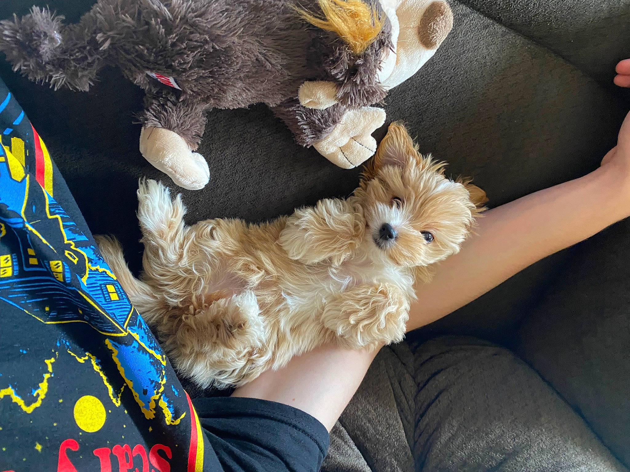 Leia is registered to the contest to win money with this photo: canidae, car_seat, carnivore, comfort, companion_dog, fashion_accessory, fawn, feather, foot, fur, gesture, human_leg, nail, paw, sporting_group, stuffed_toy, textile, thigh, toy, wrist