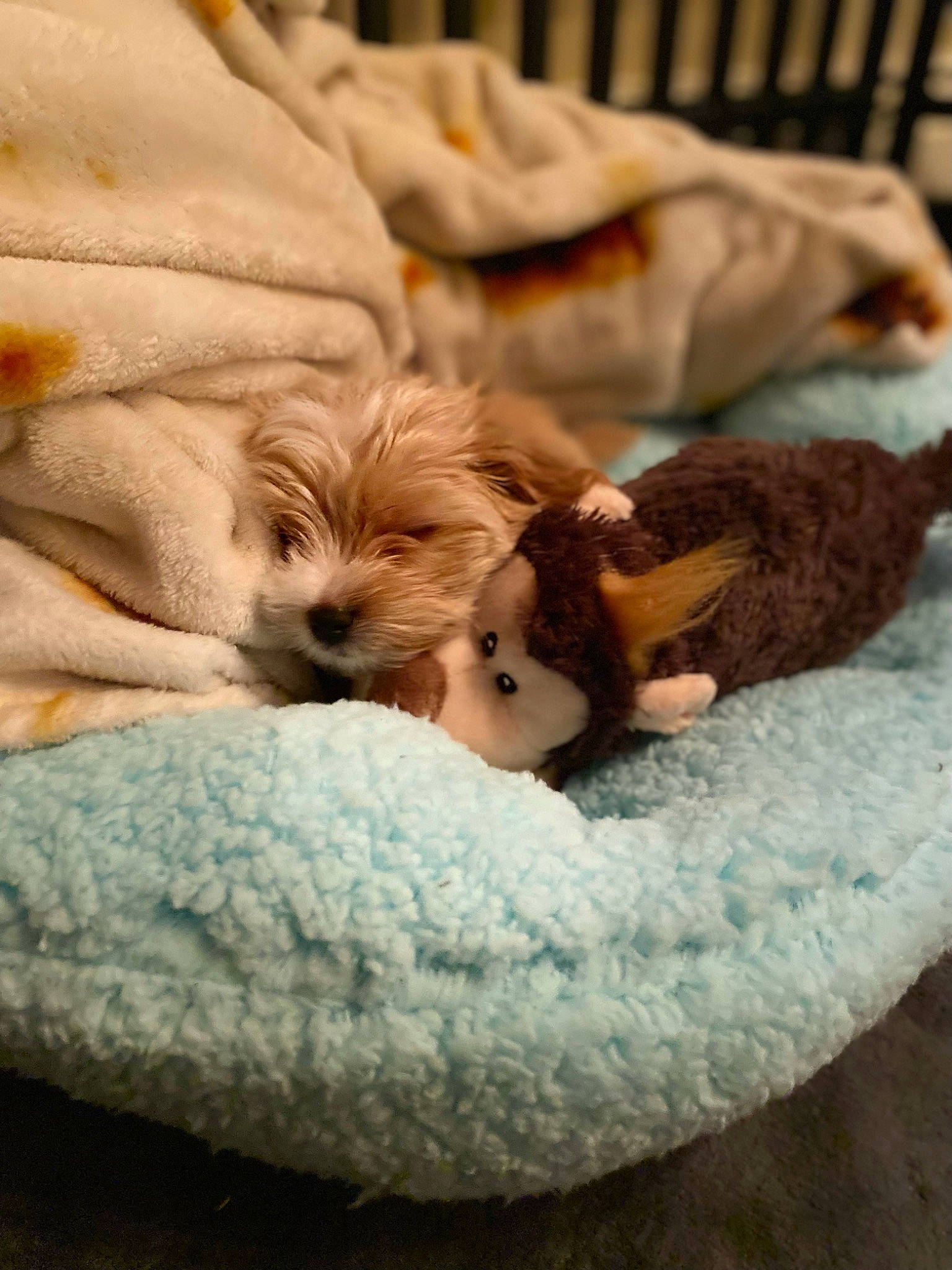 Leia joined the competition — help win amazing prizes! bedtime, canidae, carnivore, comfort, companion_dog, dog, dog_breed, dog_supply, fawn, felidae, fur, linens, nap, small_to_medium_sized_cats, sporting_group, toy, toy_dog, watch, whiskers, wood