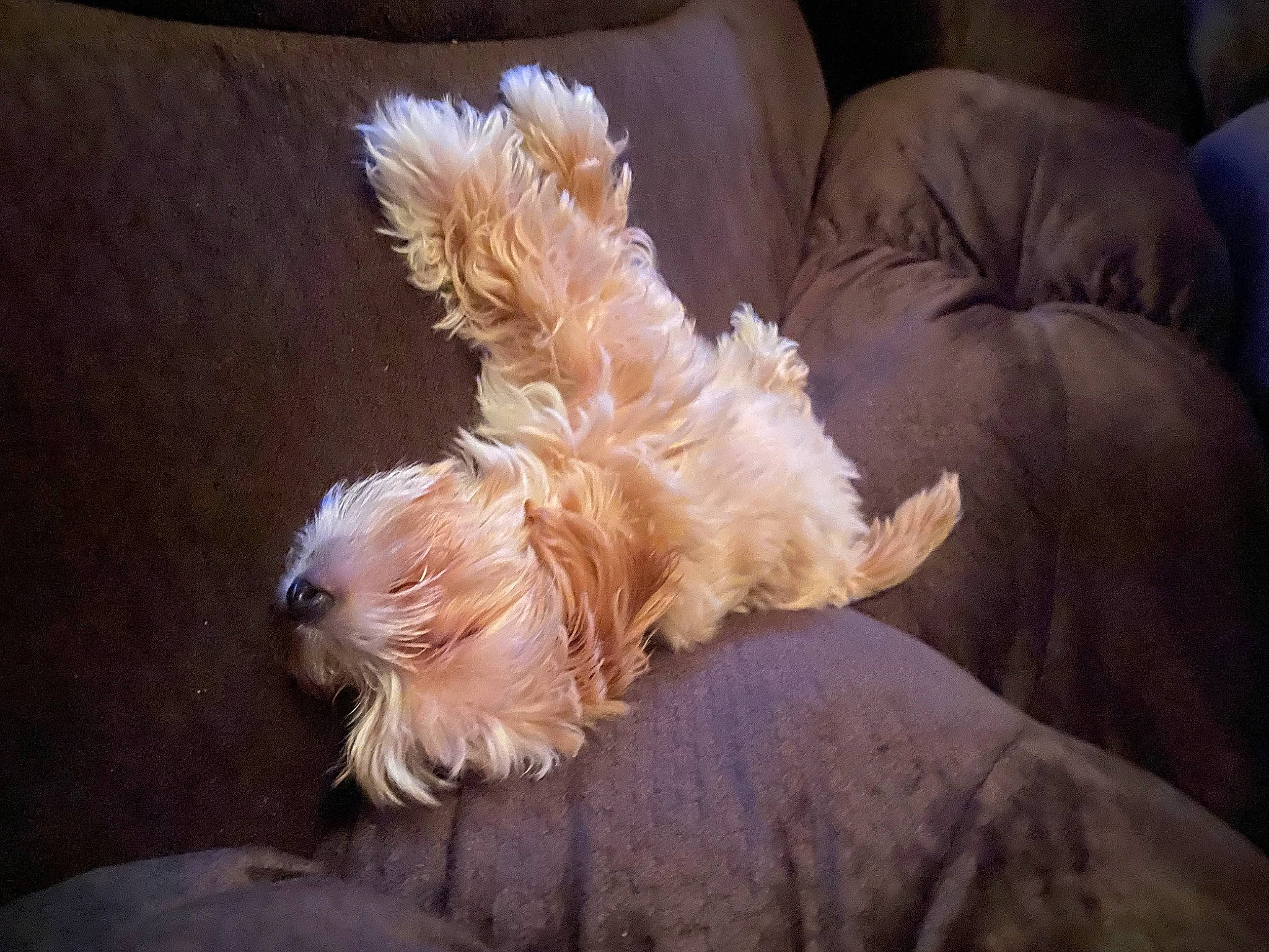 Leia is registered to the contest to win money with this photo: canidae, carnivore, cockapoo, comfort, companion_dog, dog, dog_breed, dog_clothes, dog_supply, fawn, fur, liver, maltepoo, small_terrier, snout, sporting_group, tail, terrier, toy_dog, yorkipoo