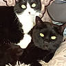 Sarada Et Bruce participe au concours pour gagner de l'argent avec cette photo : cats, cat, tuxedo_cat, black_cat, pets, felines, green_eyes, indoor, bed, blanket, cushion, fluffy_toy, animal_portrait, close_up, sitting, lying_down, black_and_white, fur, home, cozy