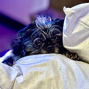 Lily is registered to the contest to win money with this photo: dog, pet, blanket, cozy, cute, peeking, fur, indoor, bedroom, pillow, resting, closeup, animal, cute_pet, domestic_animal, sleepy, soft, comfort, relaxed, companionship