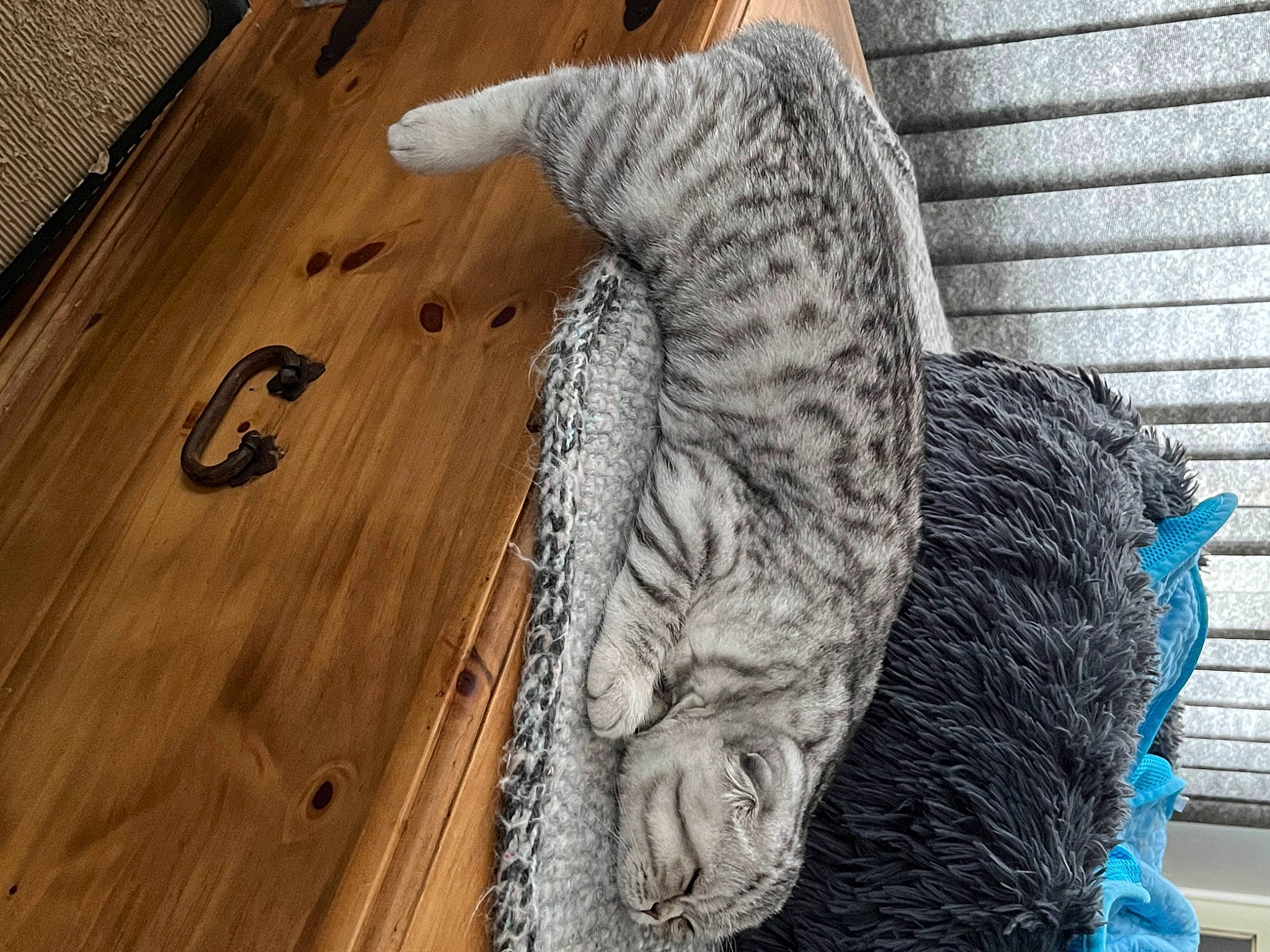 Lewis joined the competition — help win amazing prizes! art, feather, felidae, flooring, fur, hardwood, laminate_flooring, lumber, pattern, plank, plywood, table, tail, textile, varnish, wood, wood_flooring, wood_stain, wool, woolen