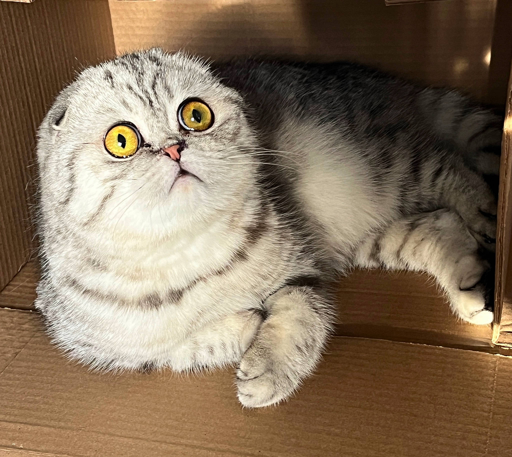 Lewis joined the competition — help win amazing prizes! carnivore, cat, claw, comfort, domestic_short_haired_cat, felidae, fur, glasses, grey, paw, small_to_medium_sized_cats, snout, tail, terrestrial_animal, whiskers