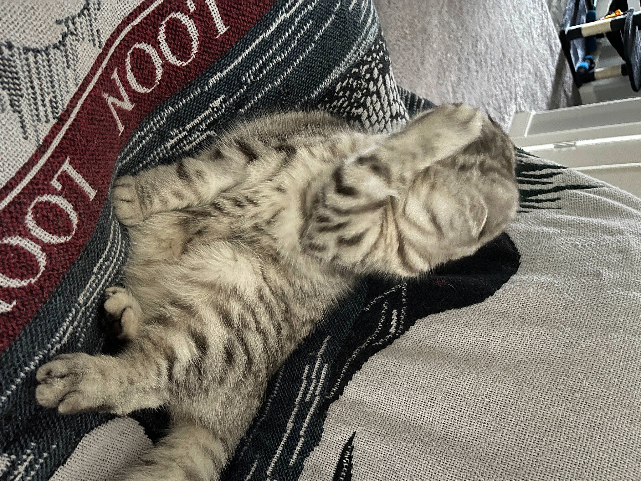 Lewis joined the competition — help win amazing prizes! carnivore, cat, claw, comfort, domestic_short_haired_cat, felidae, font, fur, grey, linens, nap, pattern, paw, sleep, small_to_medium_sized_cats, snout, tail, visual_arts, whiskers, wrinkle