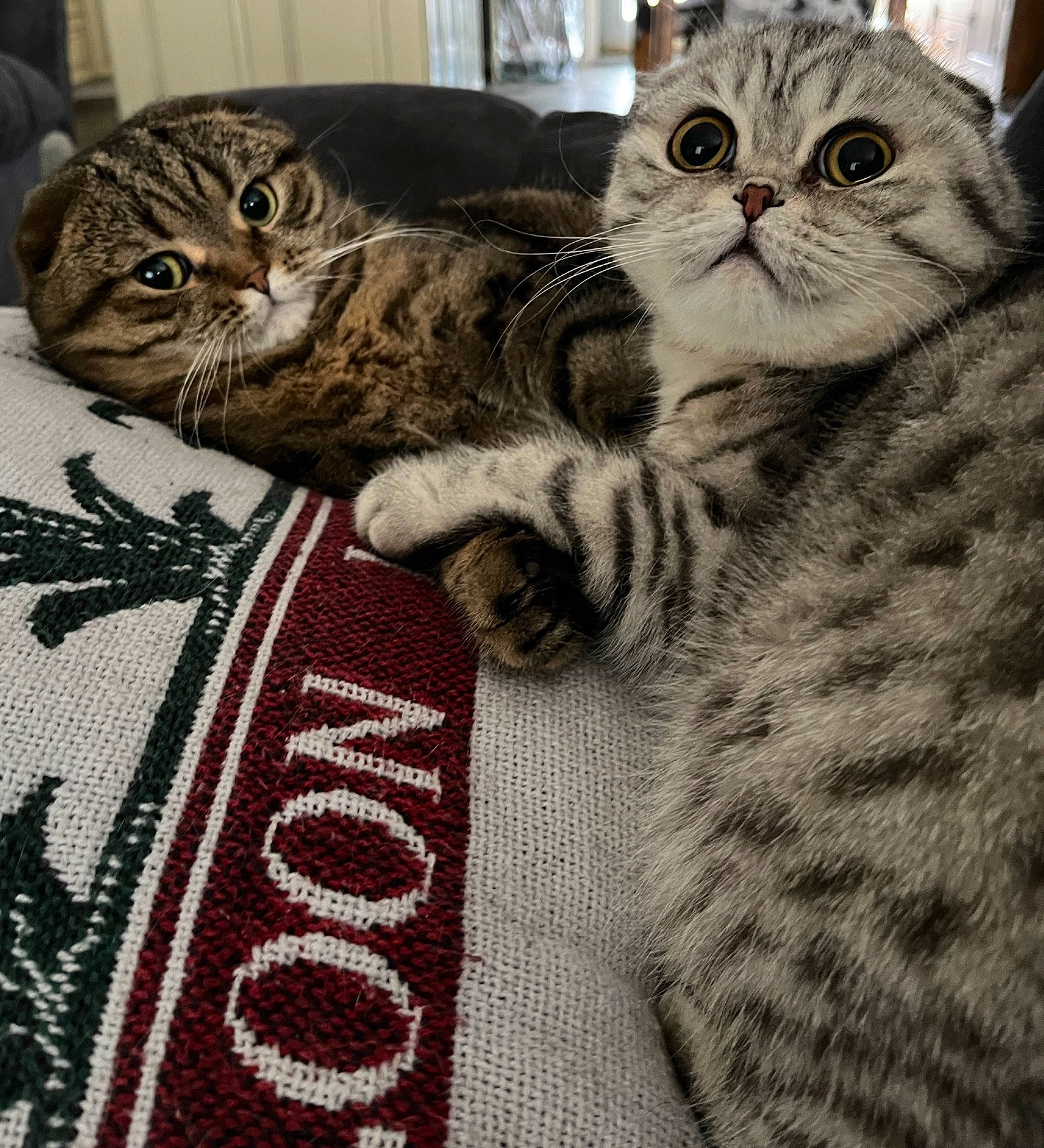 Lewis joined the competition — help win amazing prizes! carnivore, cat, claw, comfort, domestic_short_haired_cat, felidae, fur, linens, pattern, paw, photo_caption, small_to_medium_sized_cats, snout, terrestrial_animal, whiskers, woven_fabric