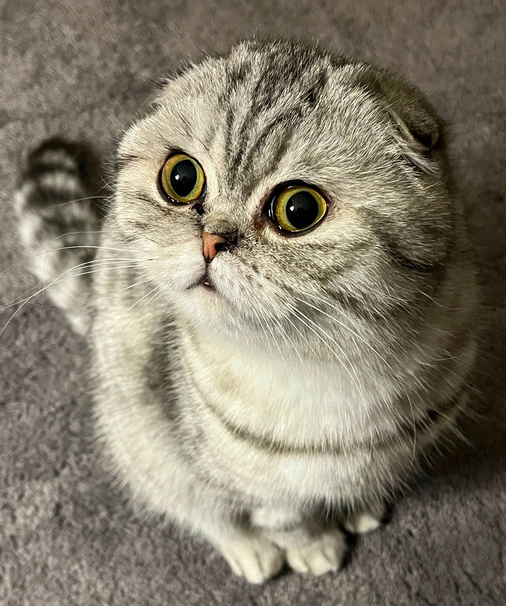 Lewis is registered to the contest to win money with this photo: carnivore, cat, close_up, domestic_short_haired_cat, eye, felidae, fur, grey, hair, small_to_medium_sized_cats, snout, terrestrial_animal, whiskers, wildlife