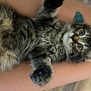 Drake is registered to the contest to win money with this photo: kitten, cat, tabby, fur, pet, animal, cute, lap, legs, tattoo, whiskers, paws, indoor, closeup, playful, curious, relaxing, young, feline, domestic