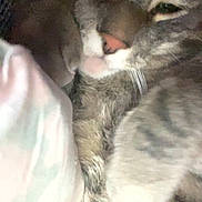 Stitch is registered to the contest to win money with this photo: cat, tabby, closeup, sleepy, feline, fur, pet, whiskers, nose, paw, relaxed, indoor, cozy, animal, cute, domestic, mammal, soft, resting, blurred