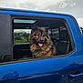 Ross participe au concours pour gagner de l'argent avec cette photo : animal, blue_car, car, cloudy_sky, daytime, dog, fluffy_dog, grass, happy_dog, house, mammal, nature, outdoor, pet, portrait, reflection, seat, tongue_out, vehicle, window