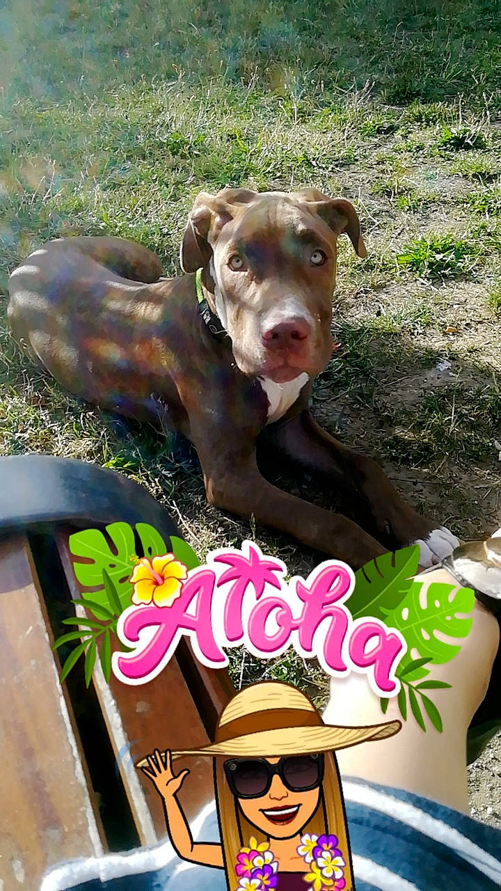 Ayko a rejoint le concours — aidez-le/la à gagner de superbes lots ! american_pit_bull_terrier, canidae, carnivore, dog, dog_breed, fawn, pit_bull, pointing_breed, sporting_group, vizsla, weimaraner