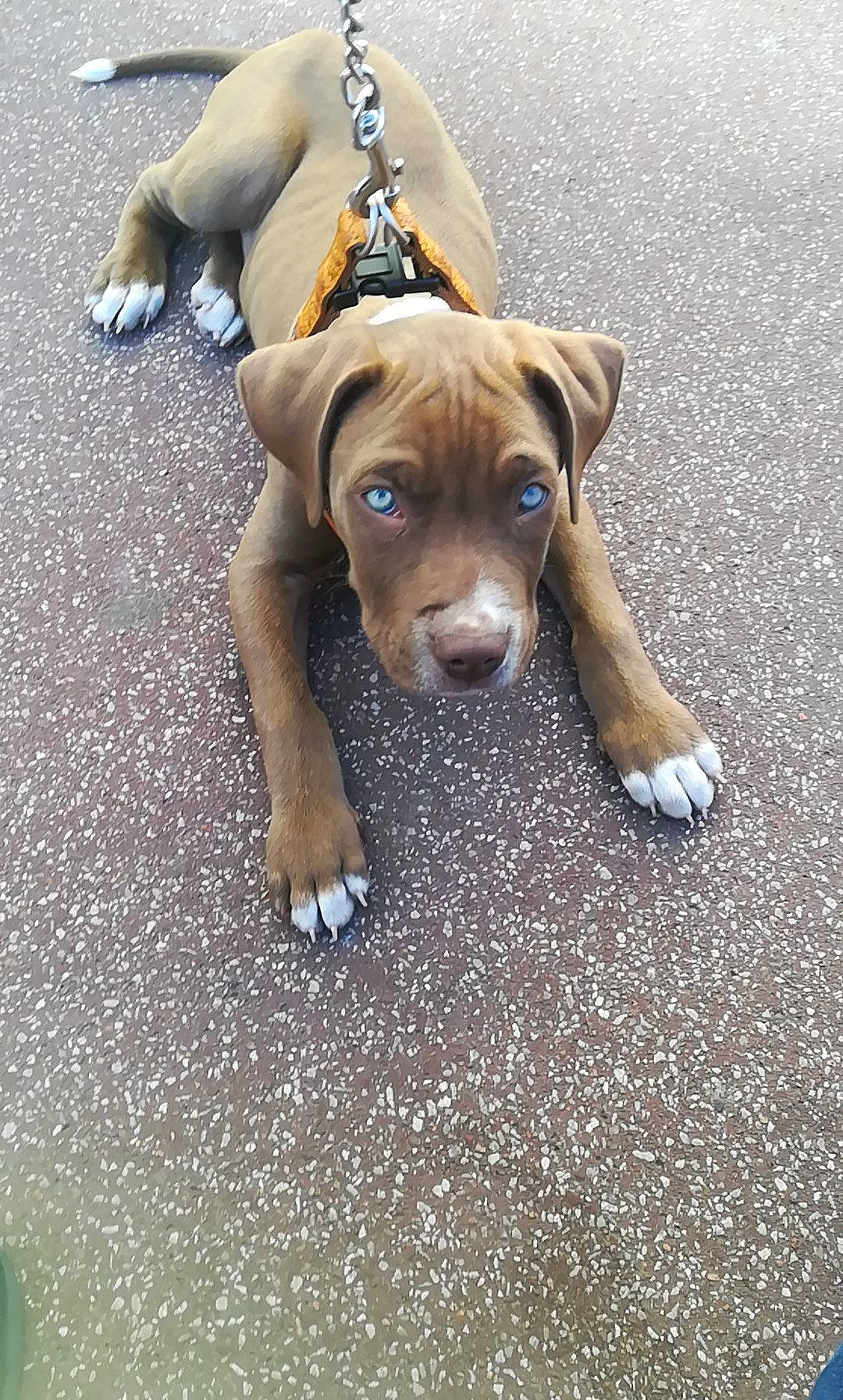 Ayko a rejoint le concours — aidez-le/la à gagner de superbes lots ! american_pit_bull_terrier, beagador, boxer, canidae, carnivore, dog, dog_breed, fawn, mammal, non_sporting_group, pit_bull, puppy, rare_breed_dog, snout, sporting_group