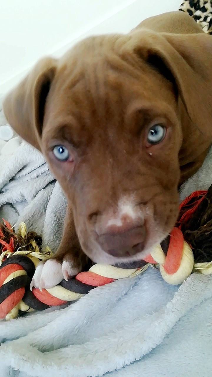 Ayko participe au concours pour gagner de l'argent avec cette photo : beagador, canidae, carnivore, chesapeake_bay_retriever, dog, dog_breed, ear, fawn, mammal, nose, pointer, pointing_breed, puppy, snout, sporting_group, vertebrate, vizsla, weimaraner, whiskers