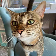 Roxy is registered to the contest to win money with this photo: abyssinian, animal, cat, egyptiancat, pet