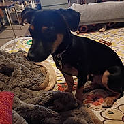 Peanut joined the competition — help win amazing prizes! bed, black_and_tan_dog, blanket, chew_toy, clutter, collar, cozy, cushion, dog, fur, furniture, indoor, living_room, paw, pet, rug, sitting, television, television_screen, toy