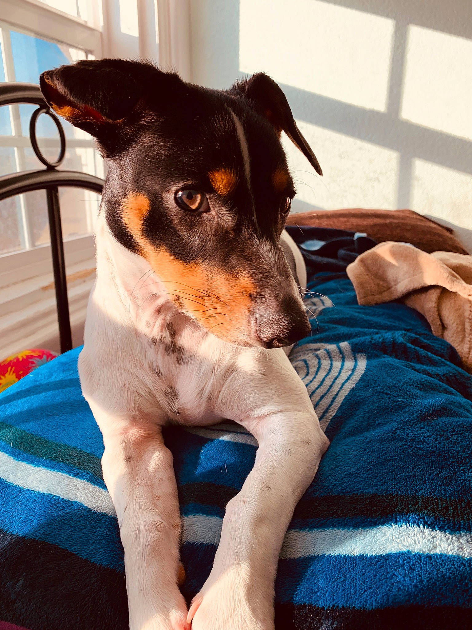 Booker joined the competition — help win amazing prizes! brazilian_terrier, canidae, carnivore, companion_dog, danish_swedish_farmdog, dog, dog_breed, feist, fox_terrier, mammal, miniature_fox_terrier, puppy, rat_terrier, ratonero_bodeguero_andaluz, smooth_fox_terrier, snout, teddy_roosevelt_terrier, tenterfield_terrier, terrier, vertebrate