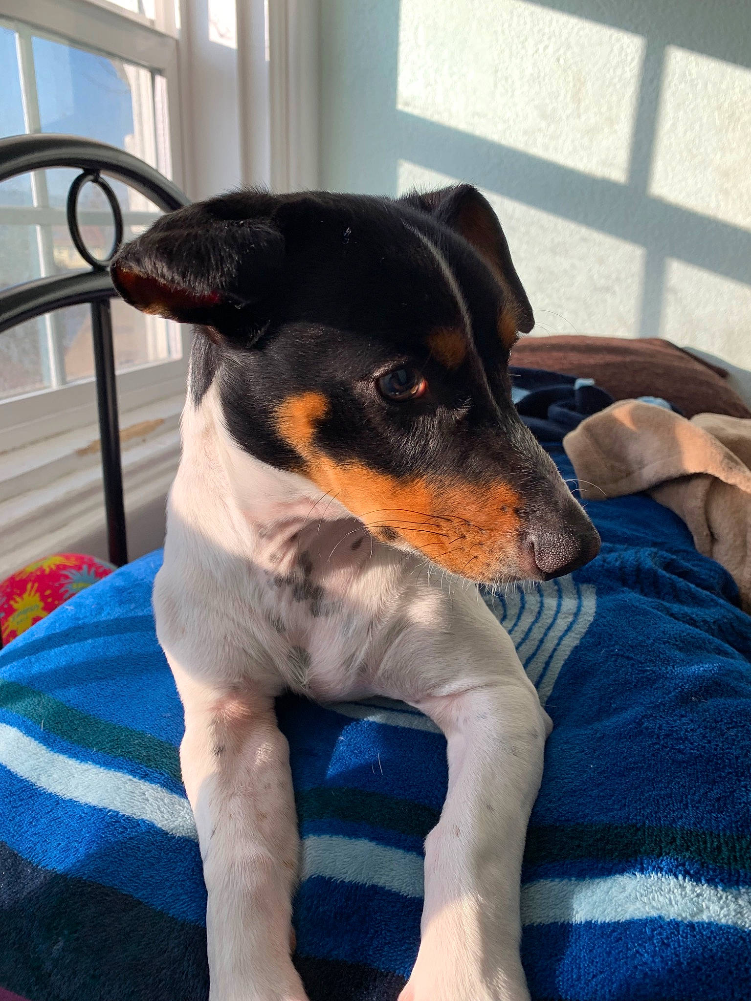 Booker is registered to the contest to win money with this photo: brazilian_terrier, canidae, carnivore, chilean_fox_terrier, companion_dog, danish_swedish_farmdog, dog, dog_breed, english_toy_terrier, german_pinscher, japanese_terrier, mammal, miniature_fox_terrier, rat_terrier, ratonero_bodeguero_andaluz, snout, teddy_roosevelt_terrier, toy_fox_terrier, toy_manchester_terrier, vertebrate