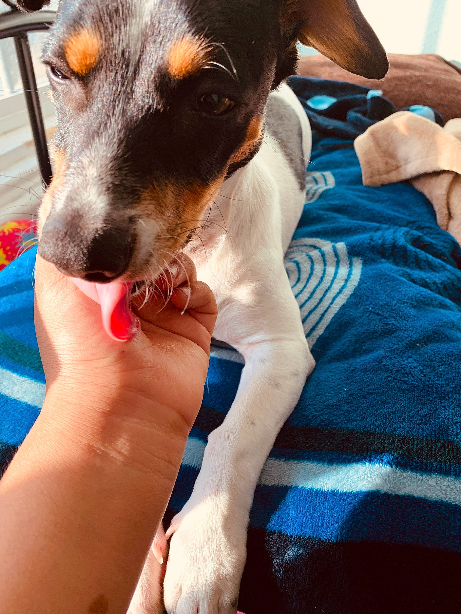 Booker joined the competition — help win amazing prizes! brazilian_terrier, canidae, carnivore, chilean_fox_terrier, dog, dog_breed, feist, fox_terrier, japanese_terrier, mammal, miniature_fox_terrier, puppy, rat_terrier, ratonero_bodeguero_andaluz, smooth_fox_terrier, snout, teddy_roosevelt_terrier, tenterfield_terrier, toy_fox_terrier, vertebrate