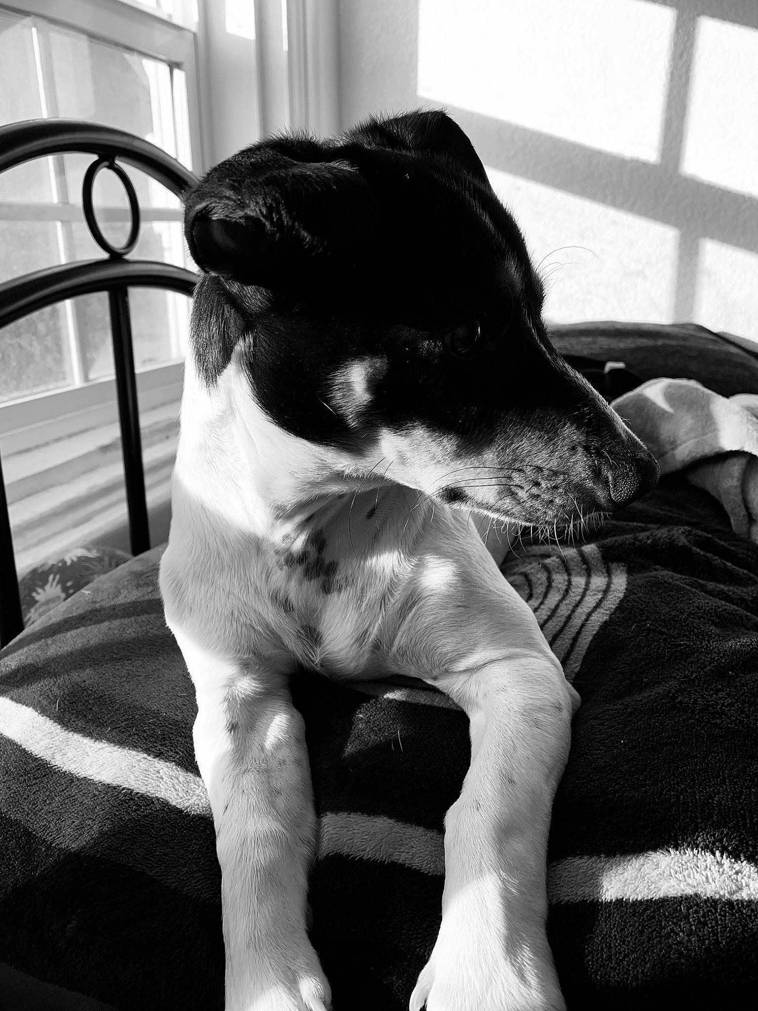 Booker joined the competition — help win amazing prizes! black, black_and_white, canidae, carnivore, danish_swedish_farmdog, dog, dog_breed, great_dane, non_sporting_group, photography, snout, sporting_group, white