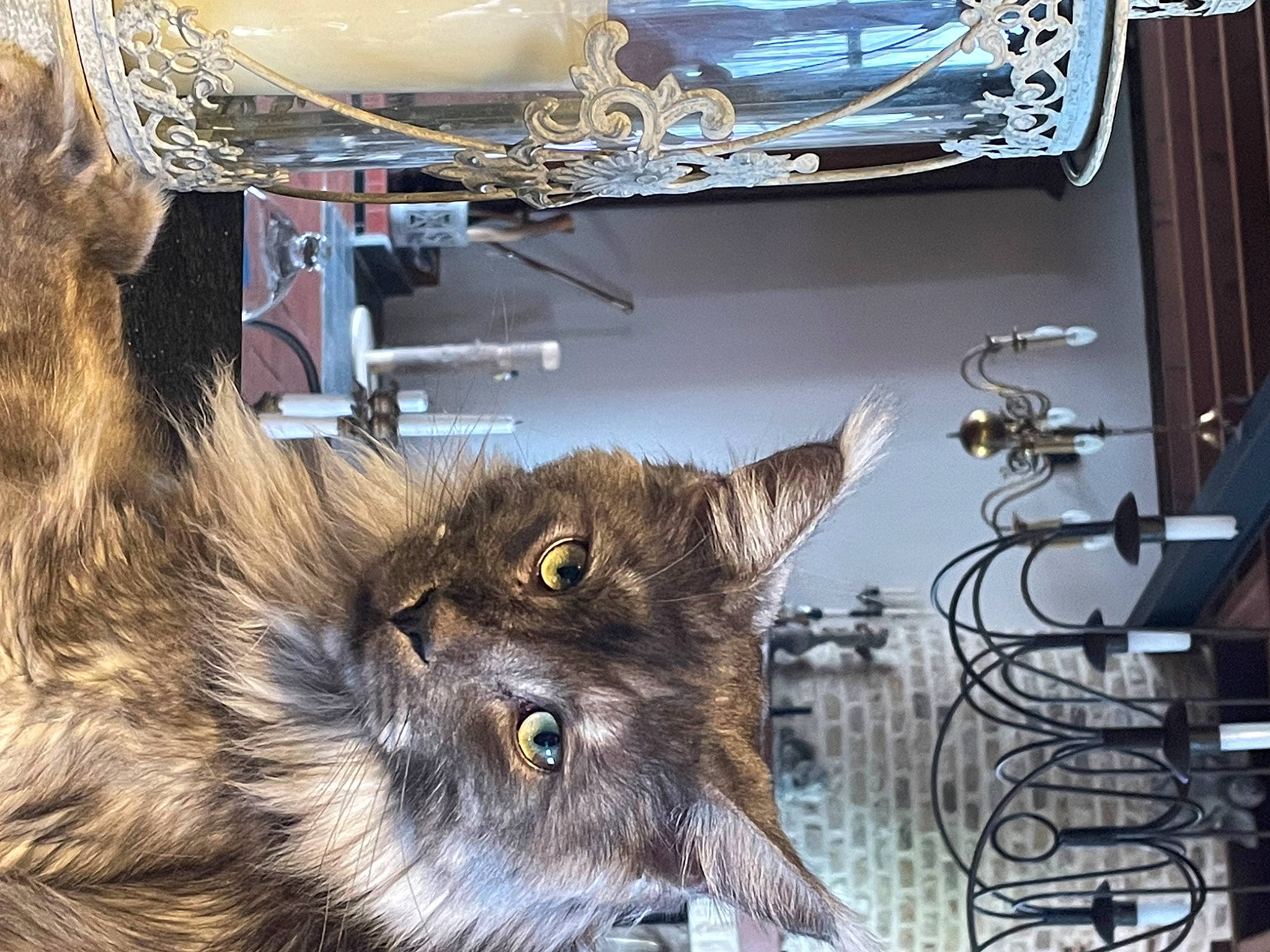 Socrate a rejoint le concours — aidez-le/la à gagner de superbes lots ! british_longhair, carnivore, cat, claw, curtain, domestic_short_haired_cat, fawn, felidae, flooring, fur, metal, room, small_to_medium_sized_cats, snout, tail, terrestrial_animal, whiskers, wood