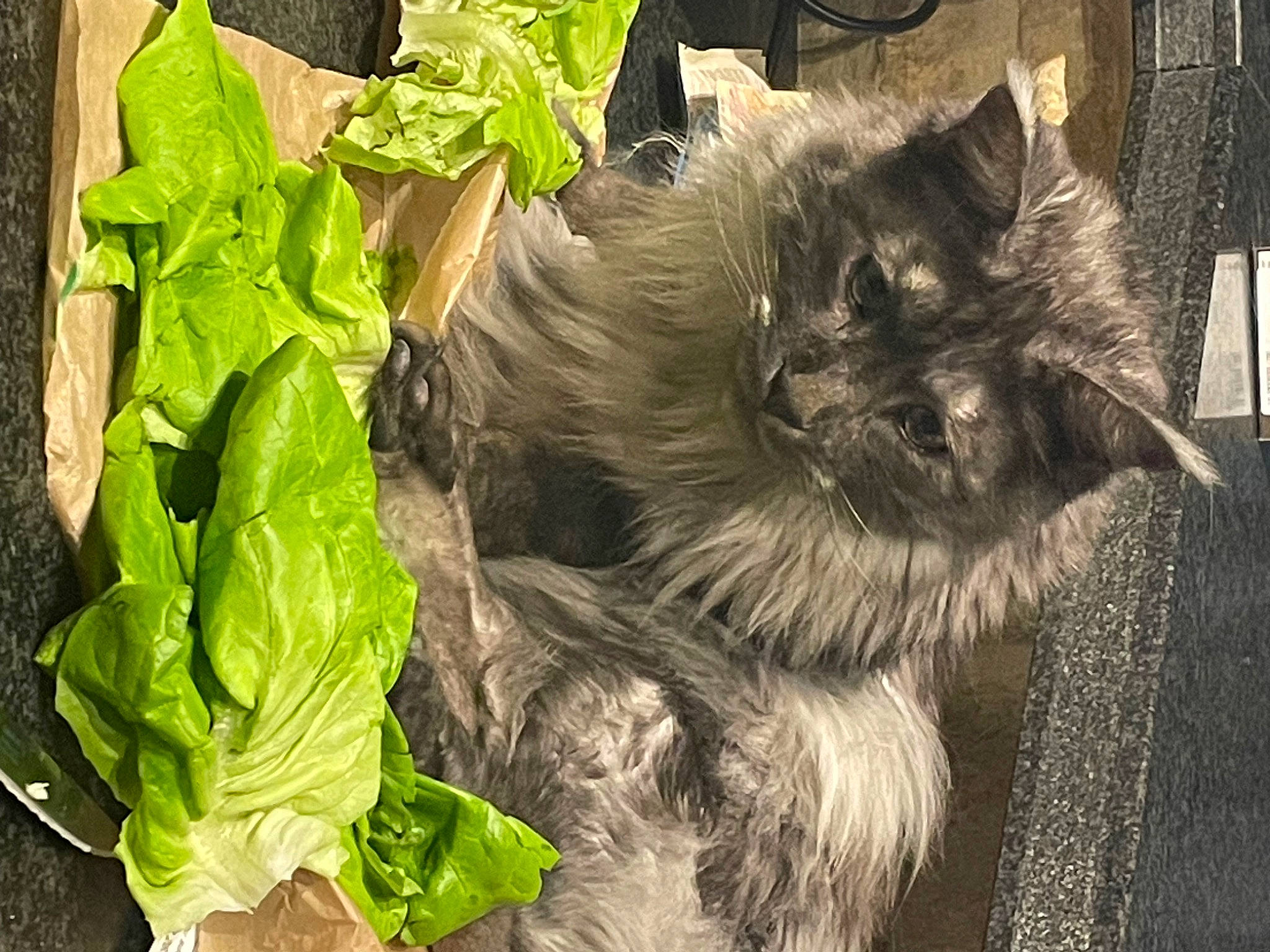 Socrate participe au concours pour gagner de l'argent avec cette photo : annual_plant, carnivore, cat, cruciferous_vegetables, dog_breed, felidae, fur, grass, herb, ingredient, leaf_vegetable, natural_foods, plant, produce, small_to_medium_sized_cats, snout, tail, terrestrial_animal, vegetable, whiskers