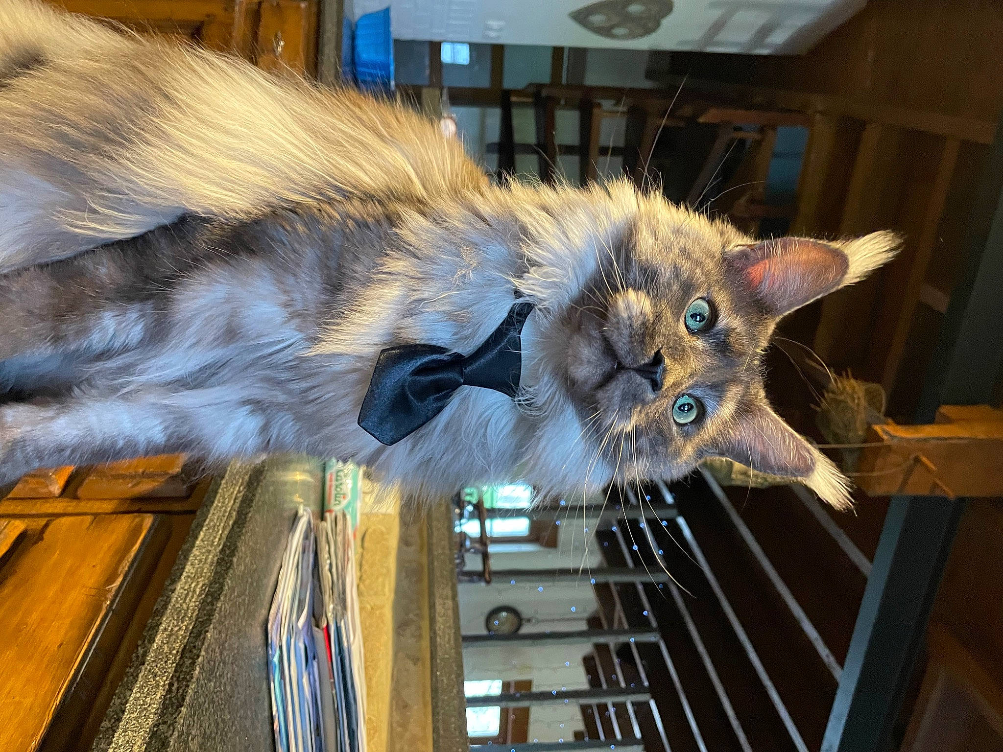 Socrate participe au concours pour gagner de l'argent avec cette photo : canidae, carnivore, cat, claw, domestic_short_haired_cat, fawn, felidae, fur, plant, small_to_medium_sized_cats, snout, tail, terrestrial_animal, whiskers, wood