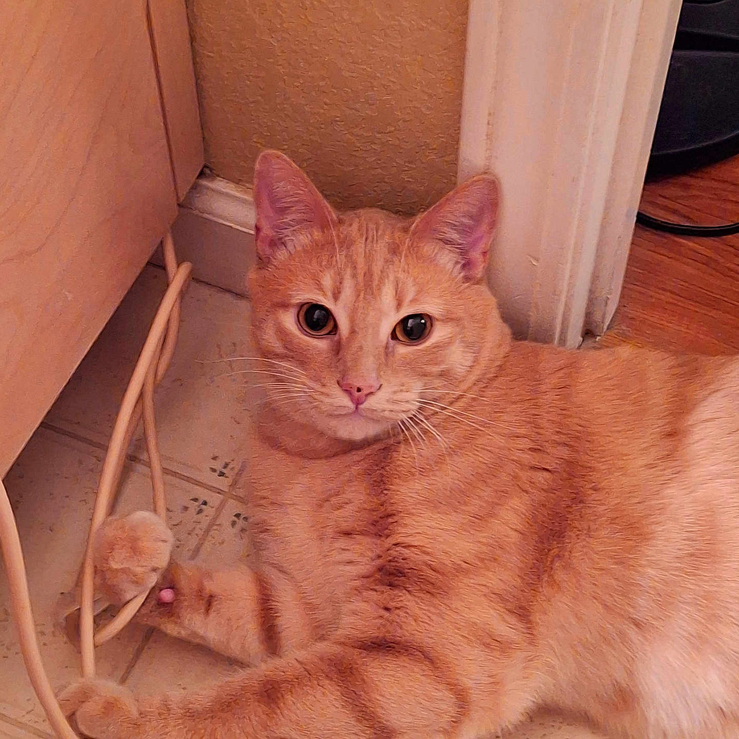 Pompey is registered to the contest to win money with this photo: animal, cat, closeup, curious, cute, domestic_cat, ears, floor, furniture, home, indoor, looking, orange_tabby, paws, pet, playful, resting, tile_floor, whiskers, young_cat