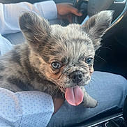 Zeus joined the competition — help win amazing prizes! puppy, dog, pet, animal, car_interior, steering_wheel, person, clothing, shirt, lap, tongue_out, ears, closeup, sitting, cute, blue_eyes, dashboard, hand, seat, casual
