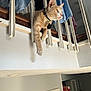 balcony, boxes, cat, cat_face, ceiling, collar, curious, hung_clothes, indoor, loft, orange_cat, paw, pet, portrait, railing, shelf, shoes, staircase, tag, wall