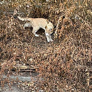 Dennis joined the competition — help win amazing prizes! animal, brown, brush, camouflage, cat, dead_leaves, dirt, dried_plants, feline, foliage, ground, nature, outdoor, paws, pet, shrubbery, stalking, tan_coat, urban_wild, whiskers