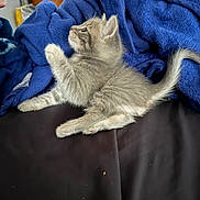 Bandit joined the competition — help win amazing prizes! kitten, cat, gray_fur, fluffy, sitting, lying_down, raised_paw, curled_tail, blue_blanket, leather_seat, indoor, home, cozy, pet, animal, whiskers, ears, tail, portrait, human